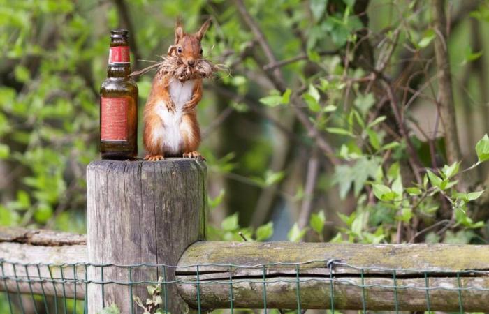 Wild Paris and its animals are revealed in an exhibition