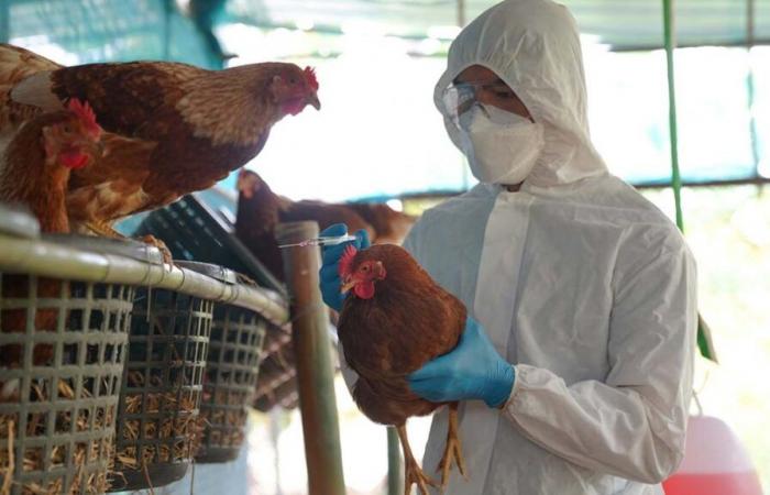 First human death linked to bird flu recorded in the United States: “It’s a nasty virus that no one would like to catch”