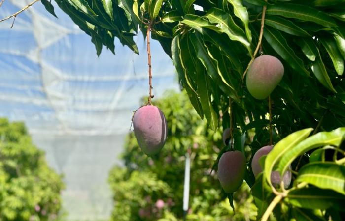 In Reunion, a “normal” mango season after two dull years