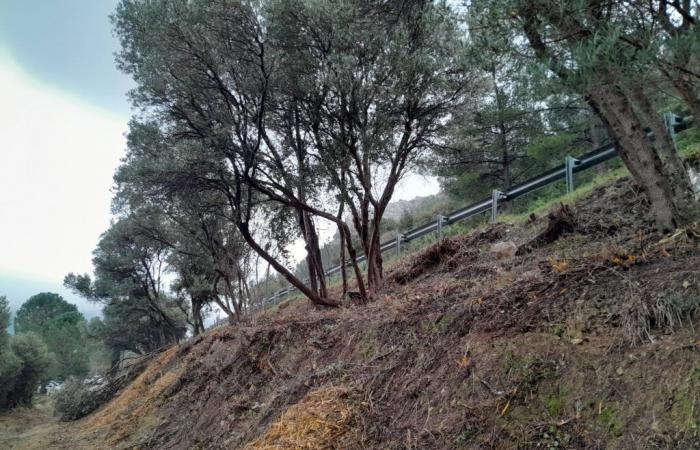 “The damage is worse than the hypothetical fires”: the owners fulminate over the strong manner used by the town hall of Toulon for the clearance