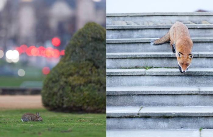 Wild Paris and its animals are revealed in an exhibition