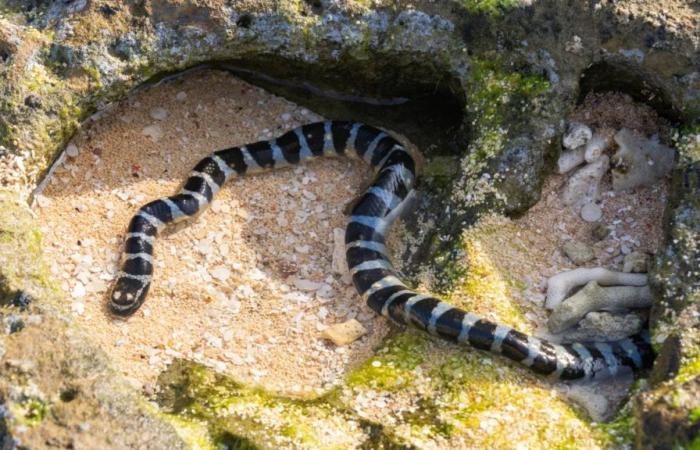 a venomous snake disrupts swimming in Reunion