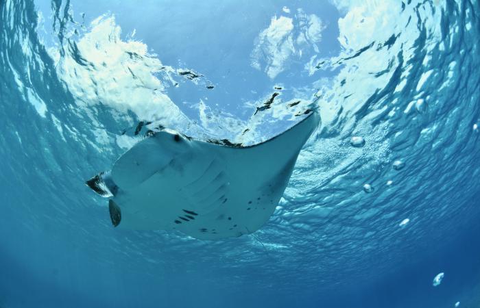 Paradise as a workplace: a Swiss woman explores the ocean in Seychelles