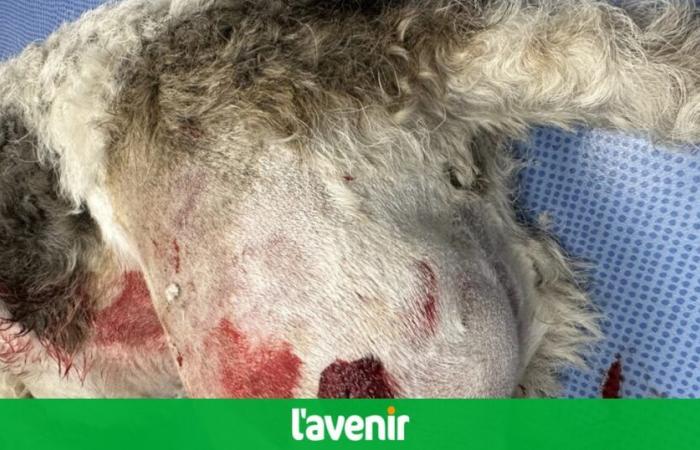 Panic returns to Lesve: a wolfdog attacks a fox terrier