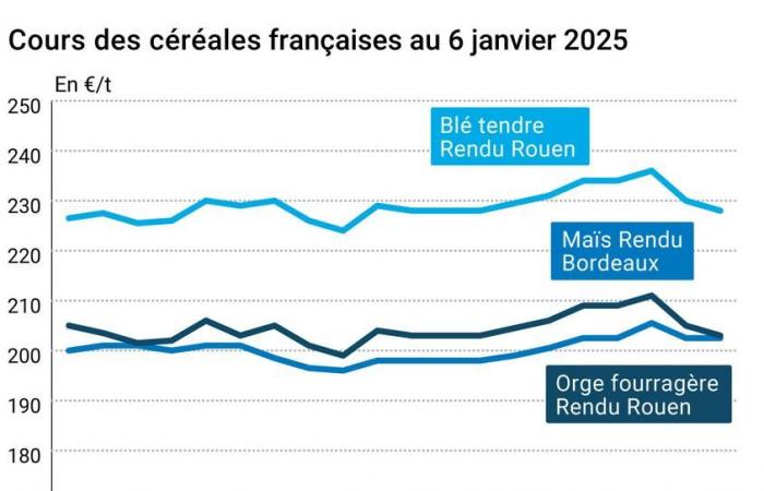 COTidienne | Cereals – The rebound of the euro weighs on European prices of wheat and corn