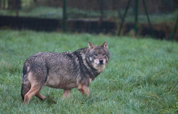 A wolf formally identified in a photo in Maine-et-Loire, after several herd attacks