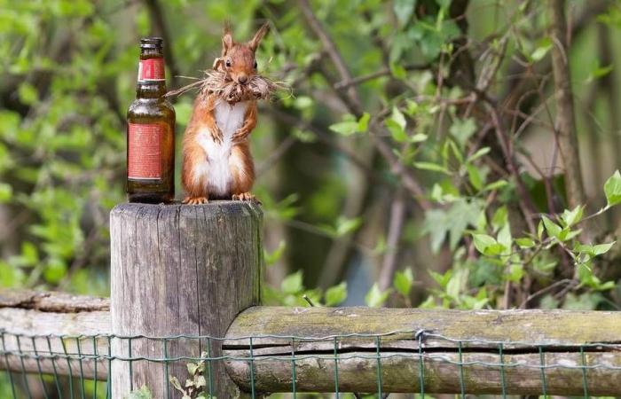 Wild Paris and its animals are revealed in an exhibition