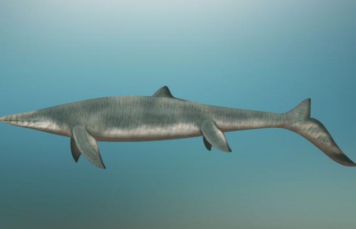 fossils reveal unique durophagous mosasaur