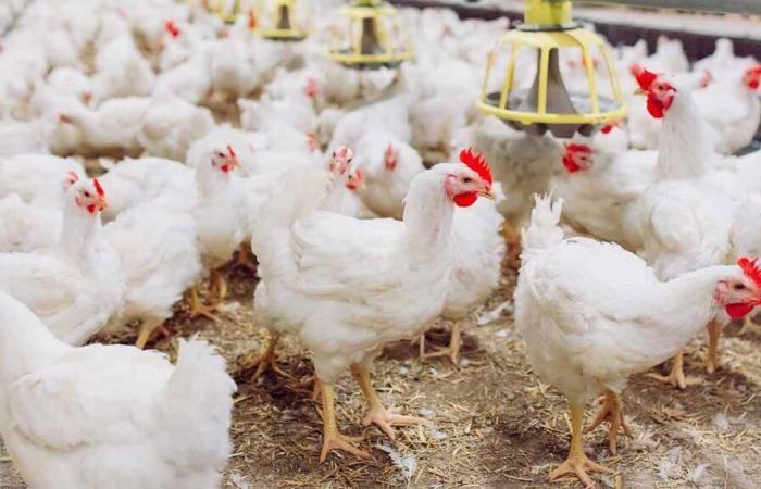 Collapse in live chicken prices threatens breeders