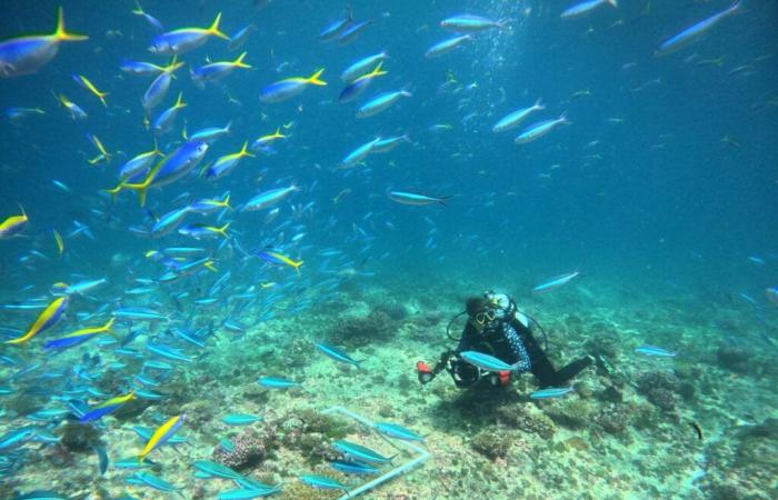 Paradise as a workplace: a Swiss woman explores the ocean in Seychelles