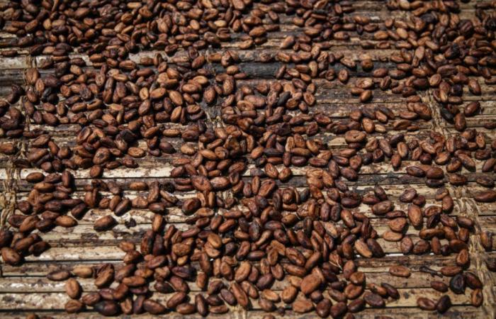 Price increase puts Ivorian cocoa market under pressure