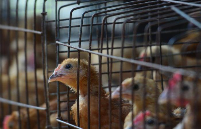 First serious human case of avian flu, American patient infected with H5N1 virus dies