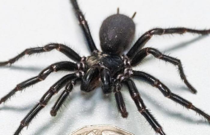 The biggest in the world: a dangerous 10 cm venomous spider found in Australia