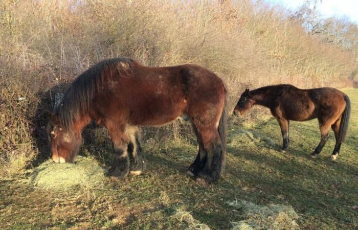 The equine rhinopneumonia epidemic has hit Orne horses