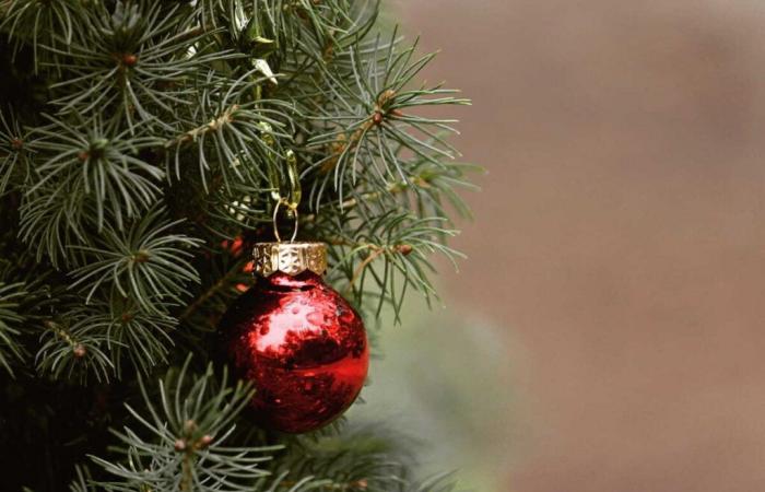 In Belgium, a town offers to recycle its Christmas tree in the plate and causes an outcry