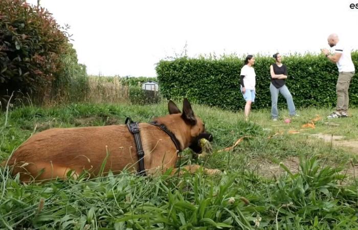 YouTube helps dogs and their owners