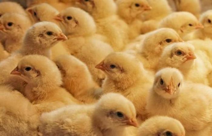 Morocco wants to source poultry from the USA and the United Kingdom