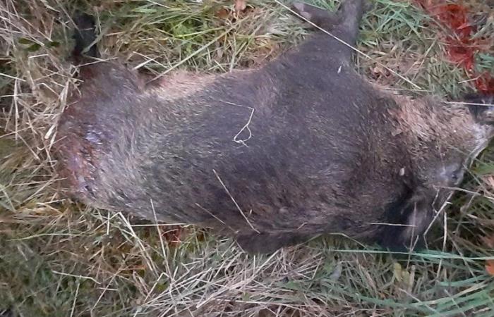 Four years after the death of Morgan Keane killed by an Aveyron hunter, a wild boar killed on the property where his brother lives