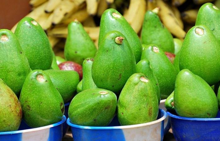 South Africa, engine of growth in African avocado exports in 2024 – VivAfrik