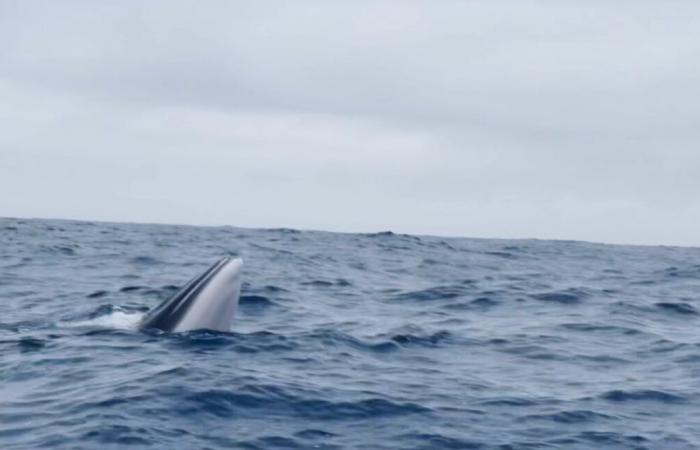 Bellion comes across a whale, Dalin doesn’t come across anyone in the lead… The race diary