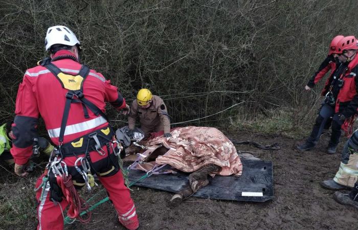 They rescue Caramel, a 21-year-old mare who had slipped in her muddy meadow in Amay: “She was in a bad position below” (photos)