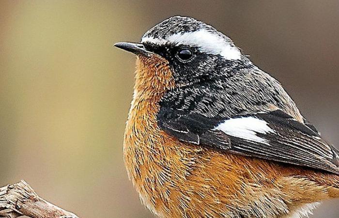 It has only been seen three times in 80 years in France: a rare bird observed in recent days in Frontignan