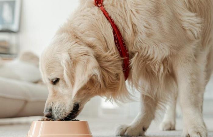 New recall of kibble for cats and dogs due to salmonella contamination