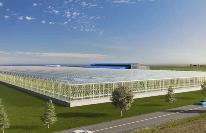 Automated greenhouses: Quebec ready to pay up to $20 million to Vegpro