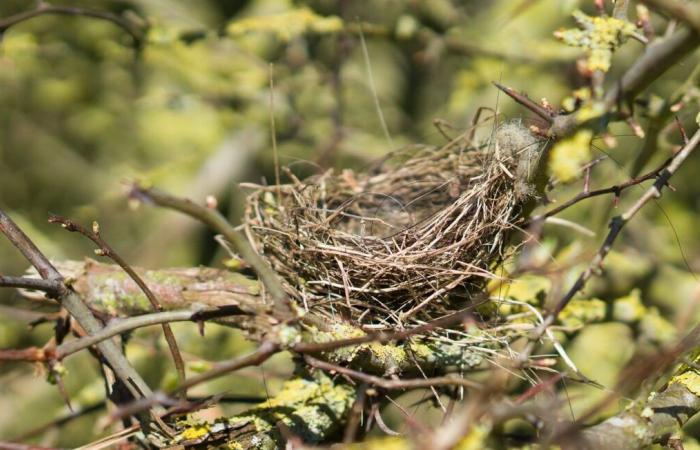 What is this rare bird that has been observed in Hérault?