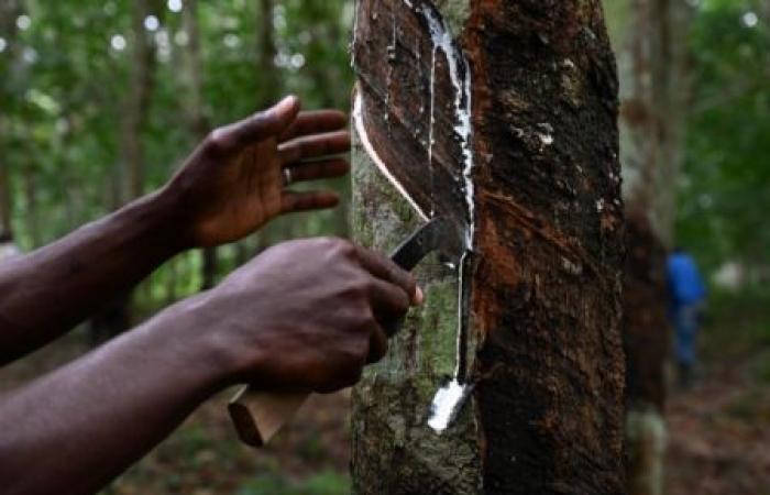 Natural rubber, another winning raw material in 2024