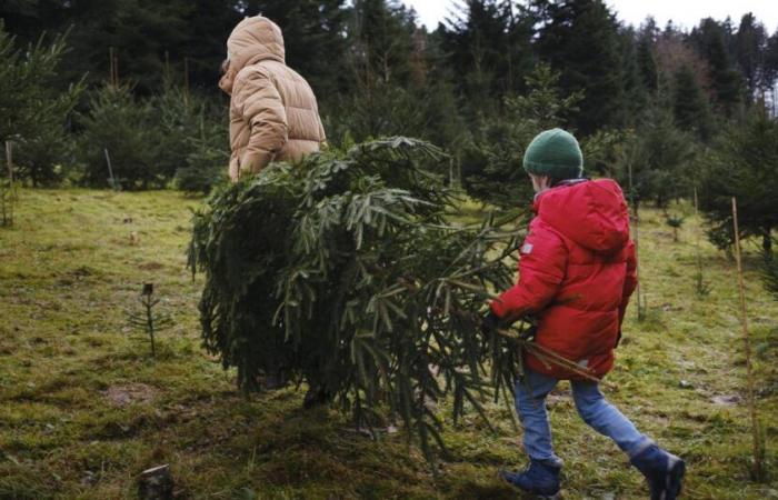 The city of Ghent hastily invited its residents to eat their Christmas trees – rts.ch