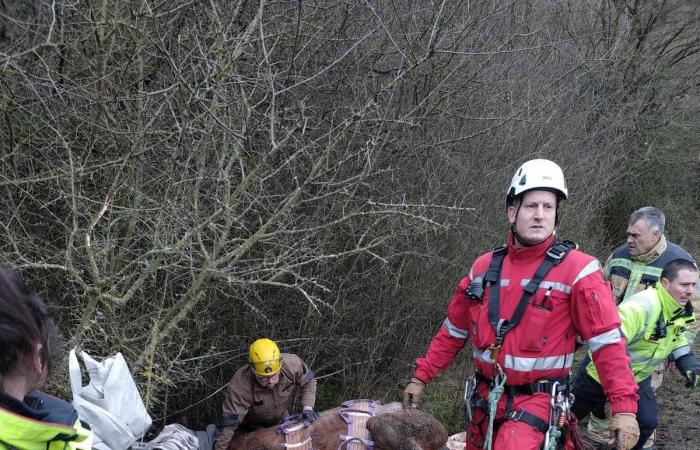 They rescue Caramel, a 21-year-old mare who had slipped in her muddy meadow in Amay: “She was in a bad position below” (photos)