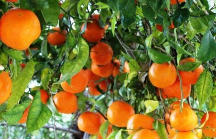 192,000 tonnes of citrus fruits expected for 2024-2025 – AgriMaroc.ma