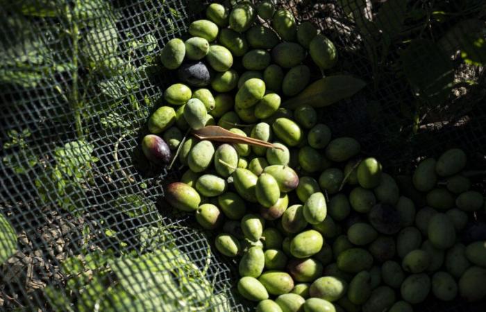 Consumption: olive oil, now a luxury product?