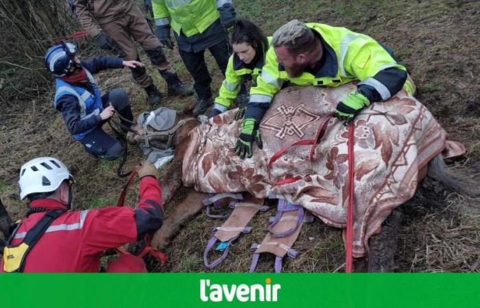 They rescue Caramel, a 21-year-old mare who had slipped in her muddy meadow in Amay: “She was in a bad position below” (photos)