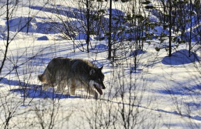 Sweden wants to halve its wolf population – rts.ch