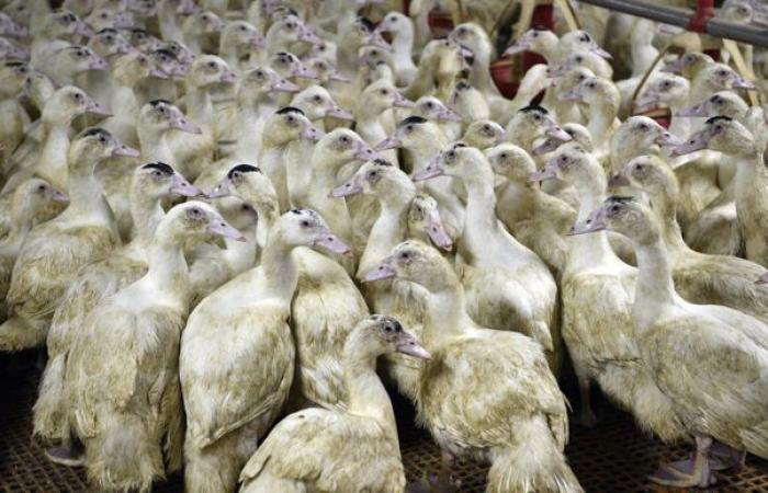 How to detect avian flu in vaccinated flocks?