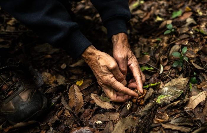 Japan | The “master of excrement” proud to directly feed Mother Nature