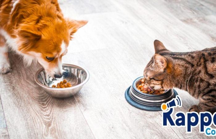 These contaminated kibbles for dogs and cats are the subject of an urgent product recall throughout France