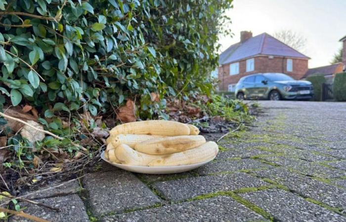 In England: Who is behind this strange plate of bananas?