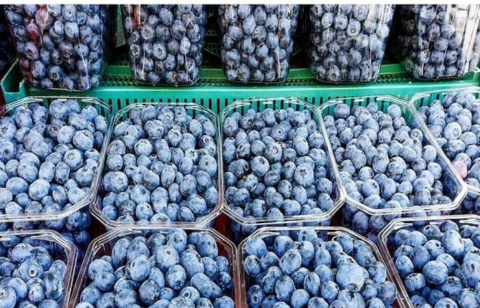 A fungal disease threatens blueberry cultivation: Morocco affected by global spread