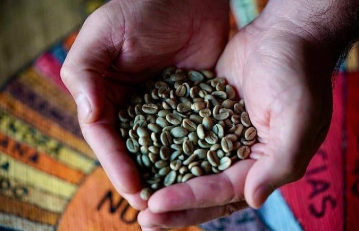 Record coffee price puts pressure on roasters