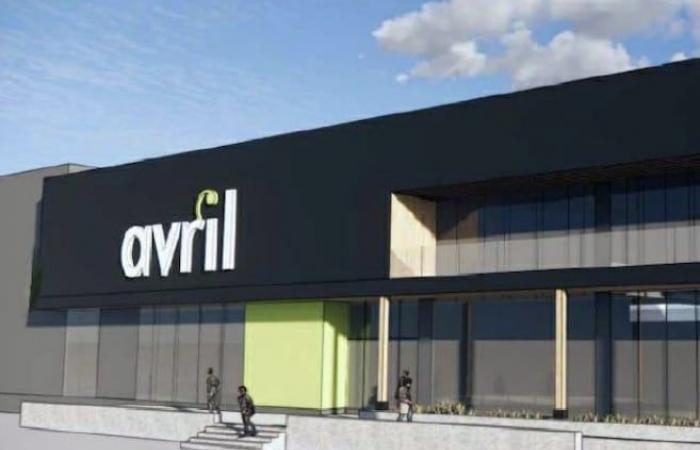 The Avril grocery chain is eyeing Gatineau