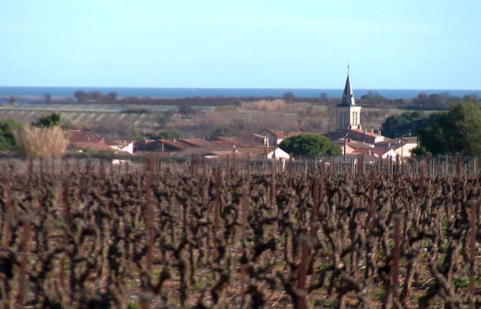 this vineyard will soon be reduced by 10% of its surface area by a high-speed line