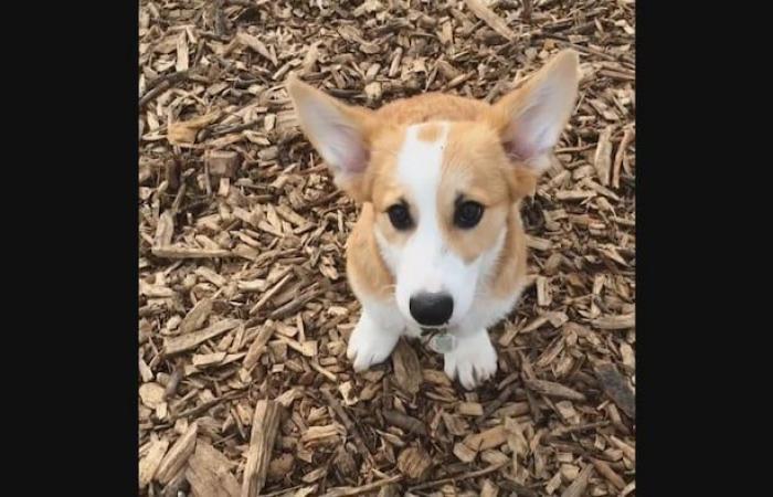 The heroic gesture of a corgi