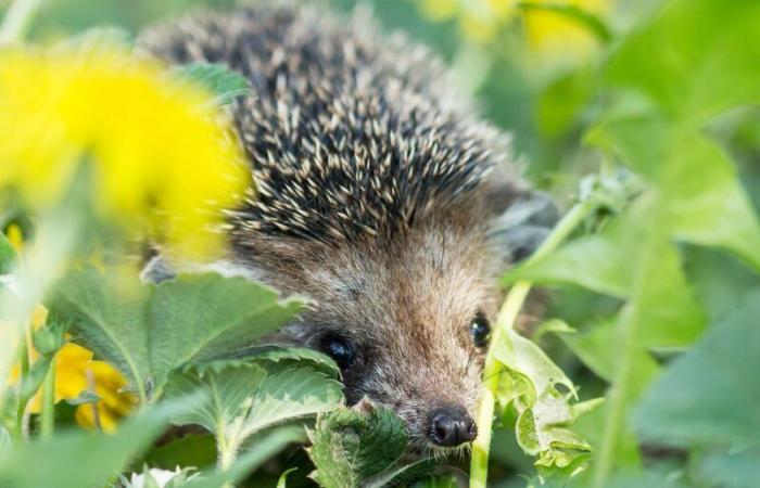 How to help wildlife thrive in your winter garden