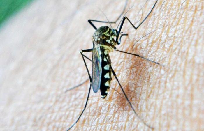 the new scientific weapon against the scourge of malaria