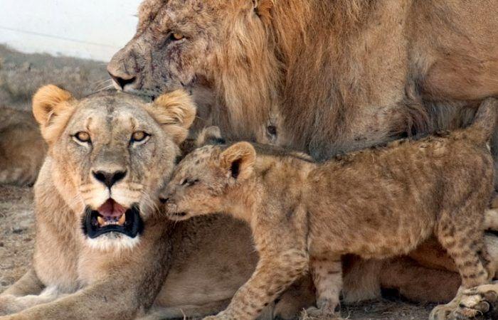 The Rabat zoo, the city’s number one attraction with 500,000 visitors per year – Telquel.ma