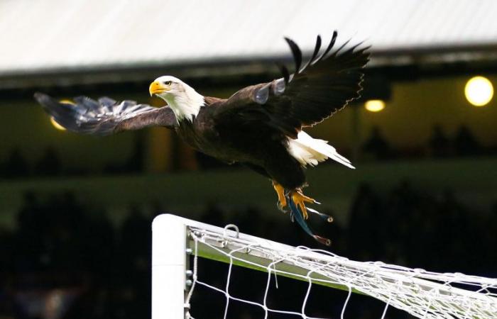 “My friends call me the chief pigeon”: the victims of DAZN testify – Ligue 1