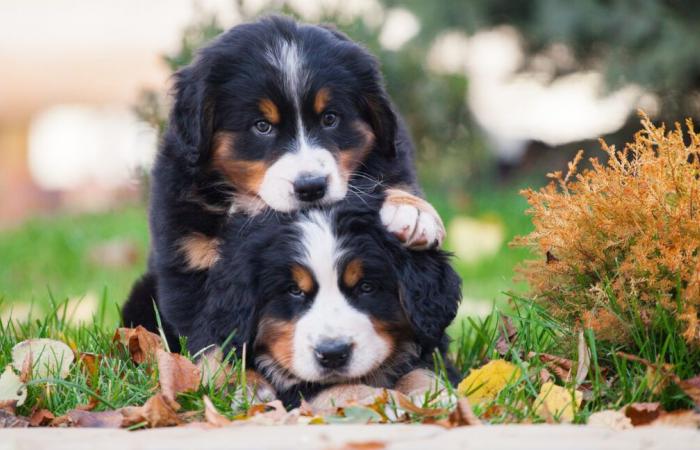 Bernese Mountain Puppy ‘Terror’ Won’t Stop Sitting on Big Brother